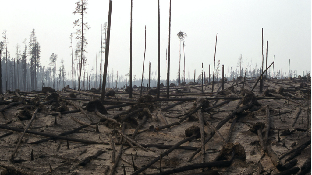 photo of burnt forest