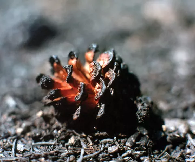 picture of a burnt pinecone