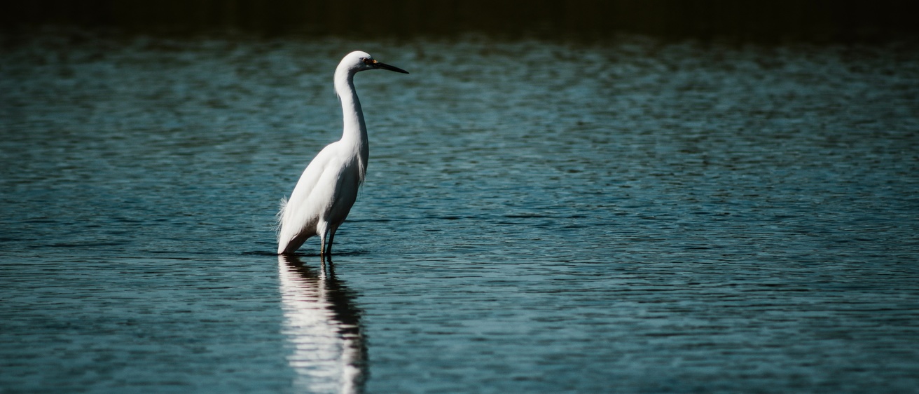 a heron resting on the water