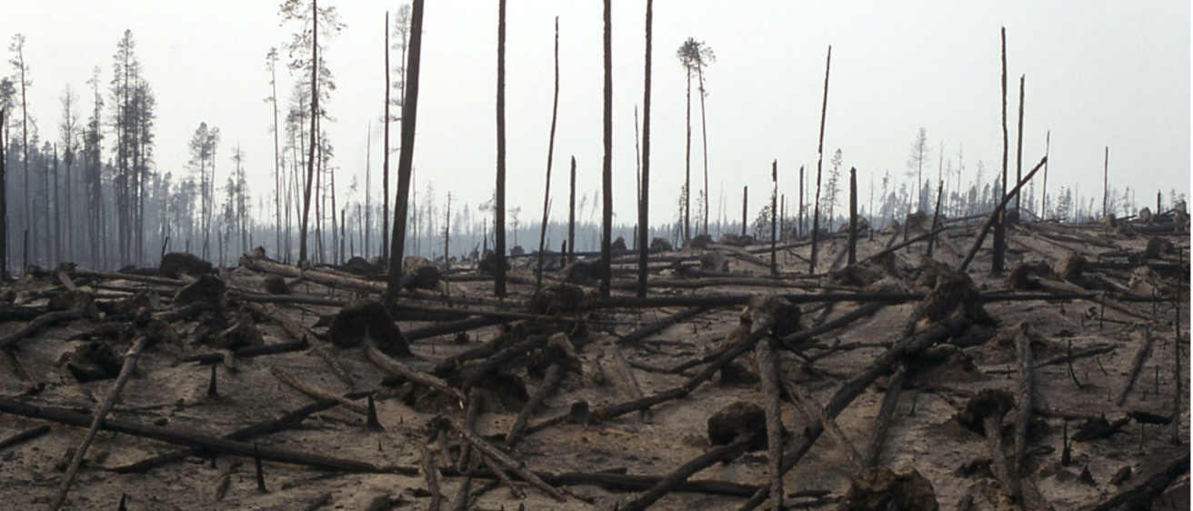 photo of burnt forest