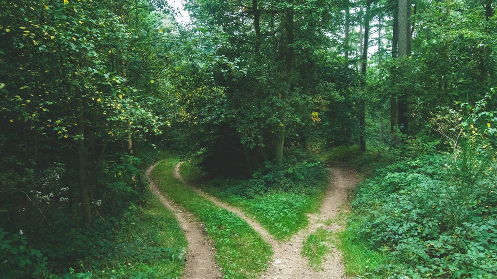 two paths in a green forest