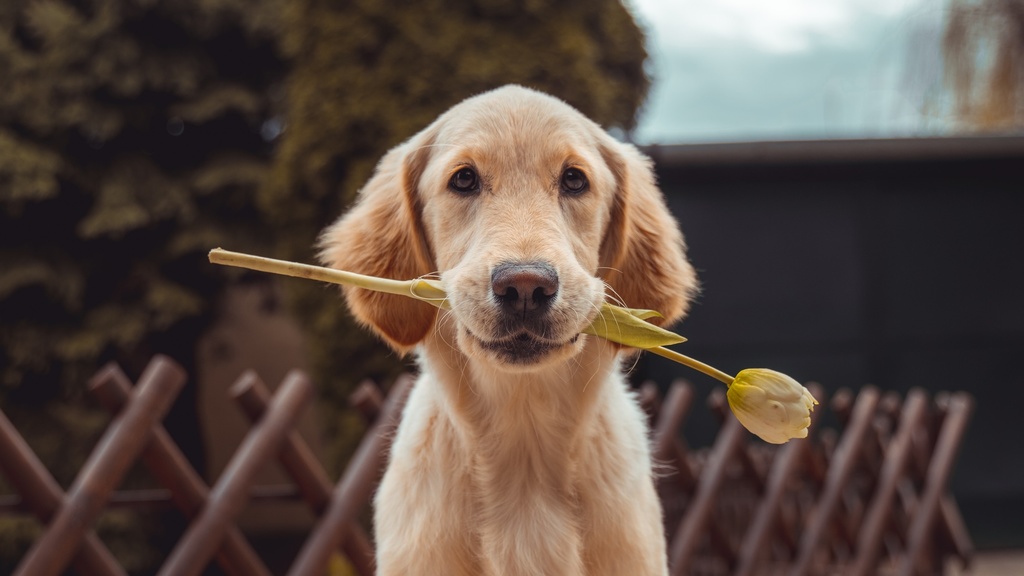 Dog holding flower